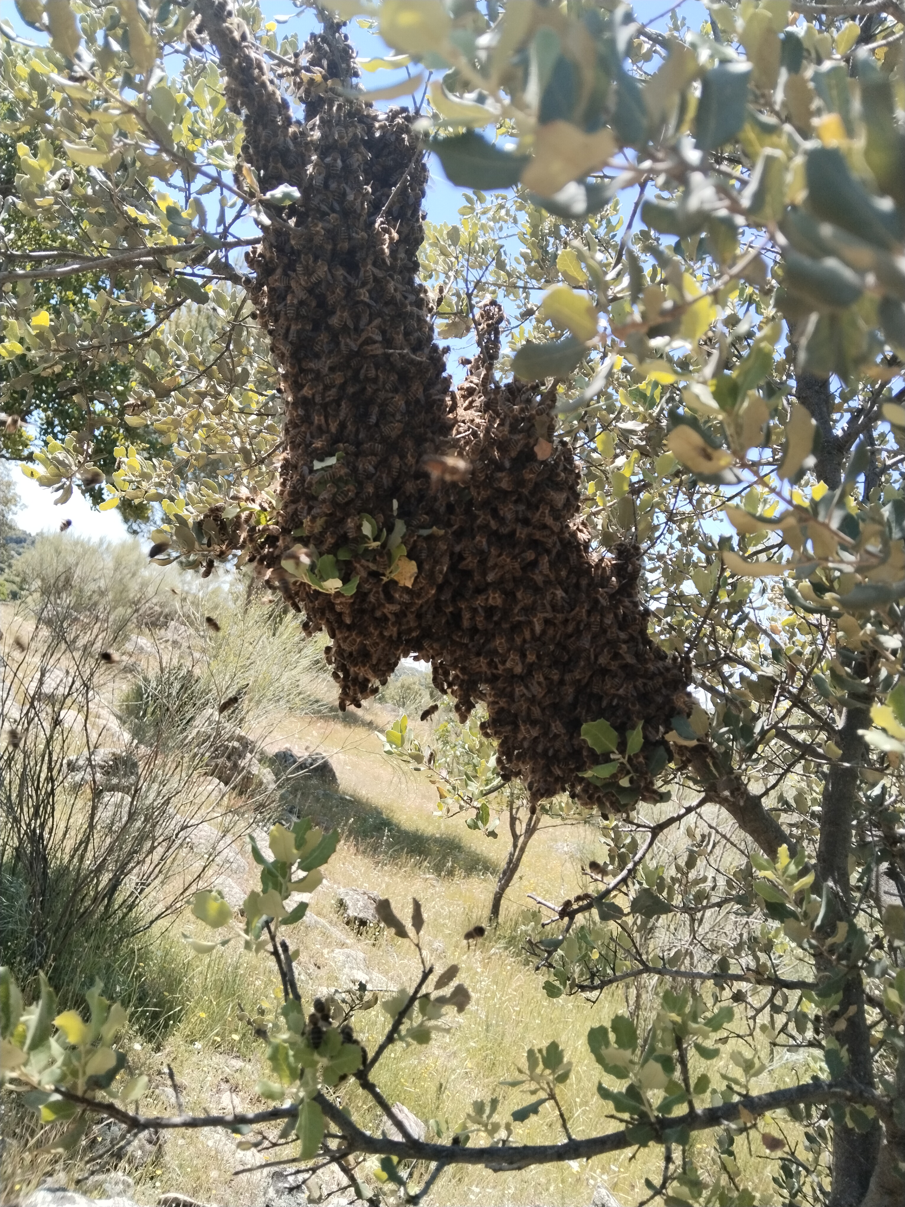 enjambre posado en una rama