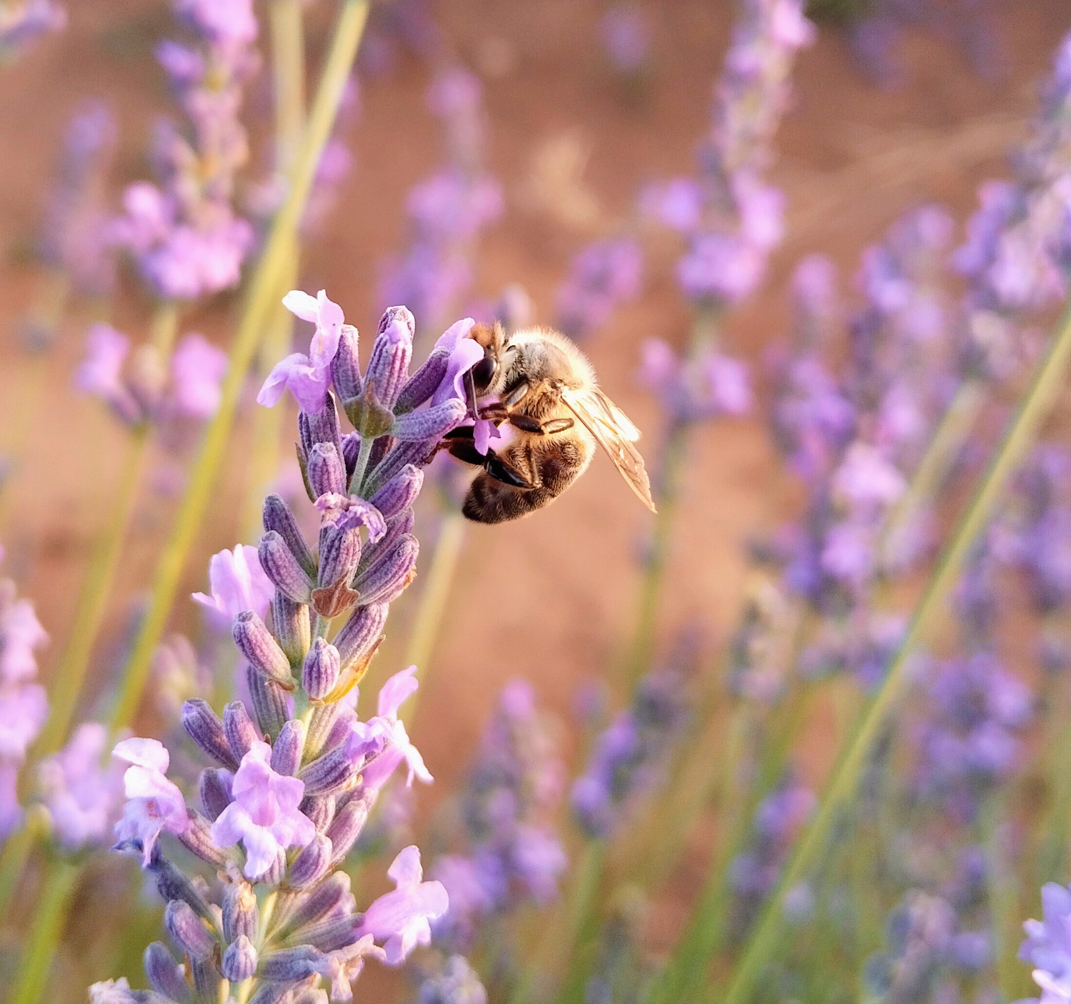 Abejas recolectando néctar en lavanda
