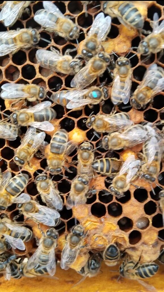 Reina acompañada de nodrizas en el panal