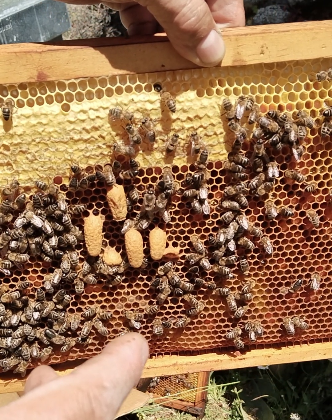 realeras de sustitución