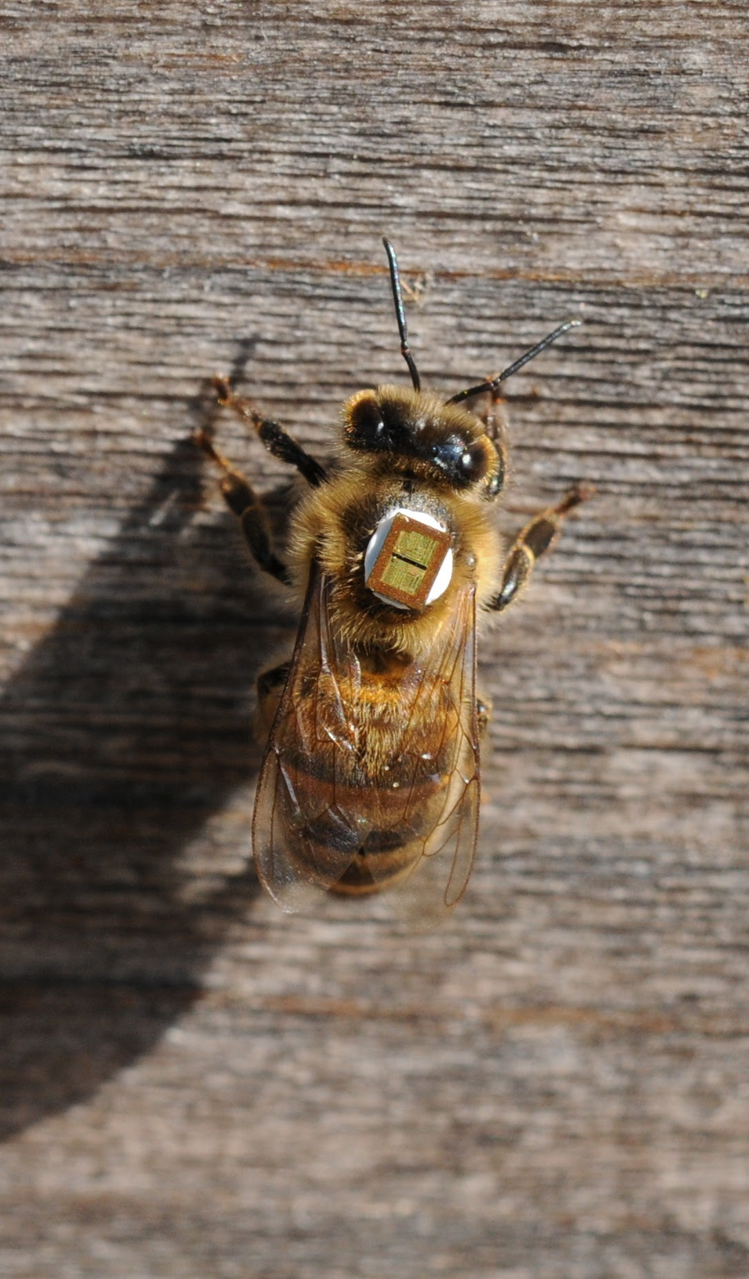 Efectos de los neonicotinoides en el retorno a la colmena: la historia de una controversia